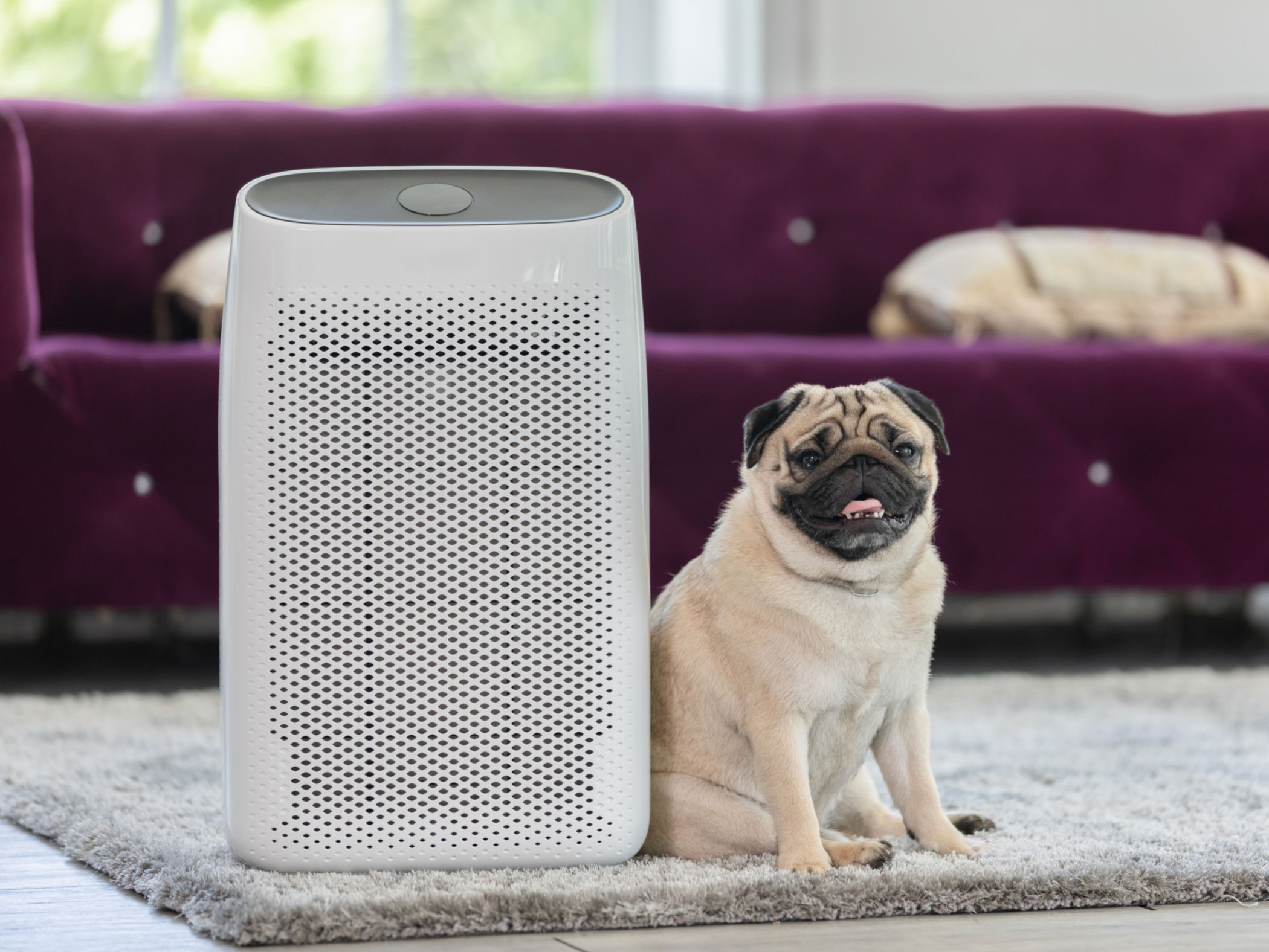 5-Tips-for-Buying-an-Air-Purifier