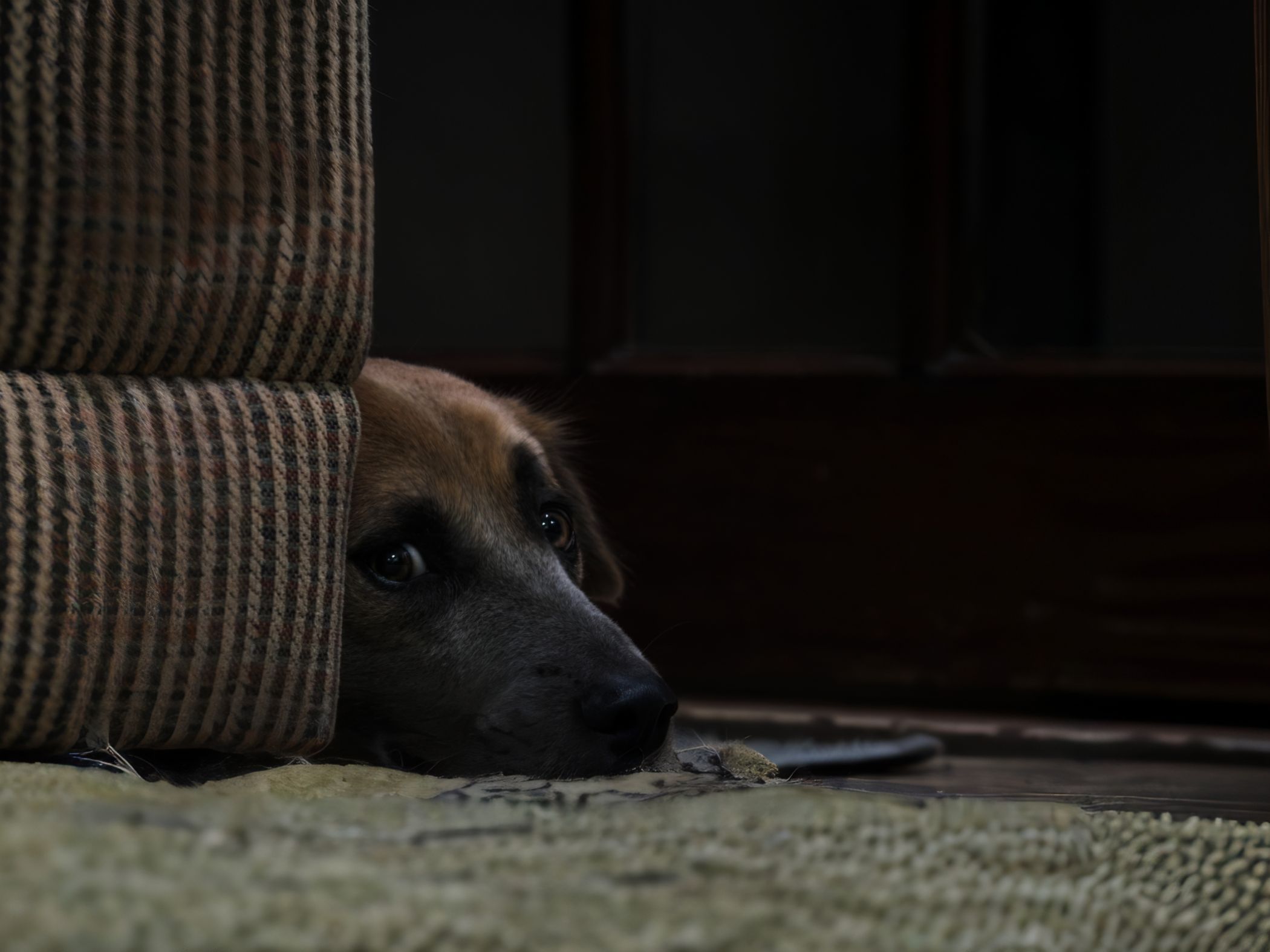 Is-Your-Home-Making-Scary-Sounds